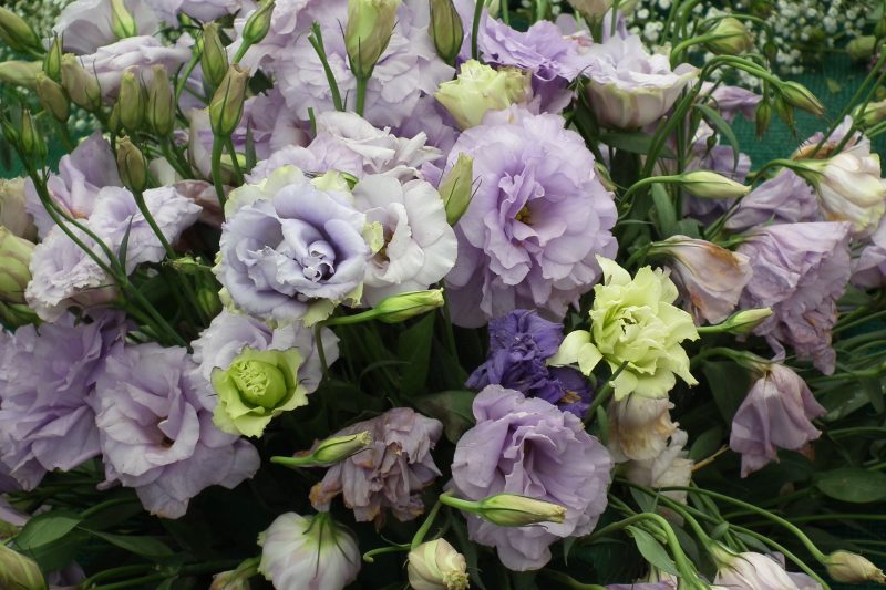 Lisianthus K Paper